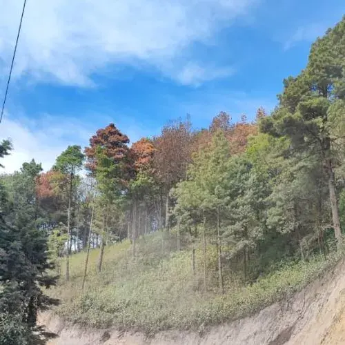 Día del Árbol en Guatemala