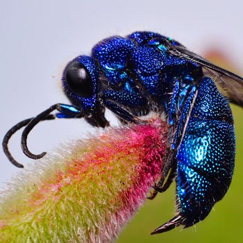 abejas-nativas-de-guatemala-especies-Euglossini