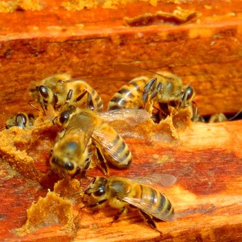 abejas-nativas-de-guatemala-especies-apifauna