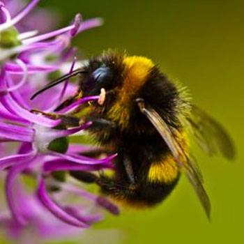 abejas-nativas-de-guatemala-especies-bombini