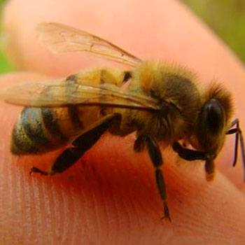 abejas-nativas-de-guatemala-especies-tribu-meliponini