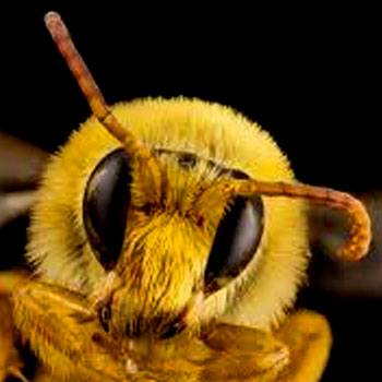 abejas-nativas-de-guatemala-especies