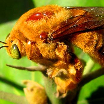 abejas-nativas-de-guatemala-especiesXylocopini
