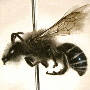 abejas-nativas-de-guatemala