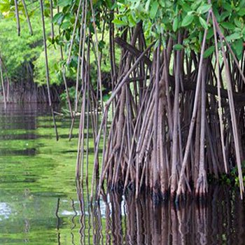 canal-de-chiquimulilla-guatemala-historia-manglares-playa