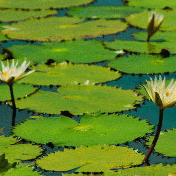diversidad-biologica-en-guatemala-ecosistemas-fauna