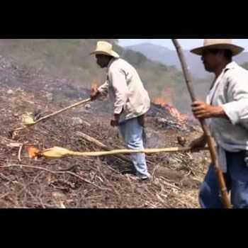 rio-usumacinta-guatemala-actividades-agricultura-roza-tumba-quema