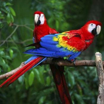 rio-usumacinta-guatemala-fauna-guacamaya-roja