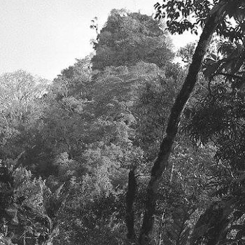 templo-v-tikal-peten-descubrimiento-historia