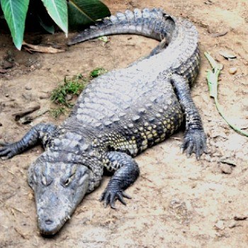 reptiles-anfibios-parque-nacional-tikal-cocodrilo-pantano-moreletti