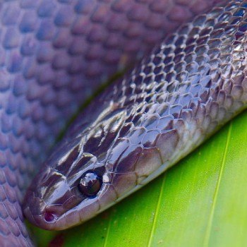 reptiles-anfibios-parque-nacional-tikal-culebras-serpientes