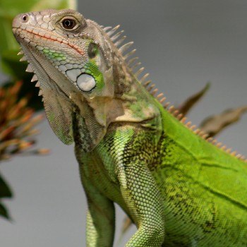 reptiles-anfibios-parque-nacional-tikal-iguana-verde