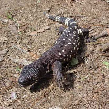 reptiles-anfibios-parque-nacional-tikal-niño-dormido