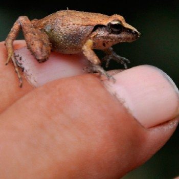 reptiles-anfibios-parque-nacional-tikal-ranas-salamandras
