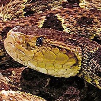 reptiles-anfibios-parque-nacional-tikal-serpiente-barba-amarilla