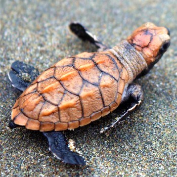 tortugas-marinas-guatemala-conservacion-conap-dia-mundial