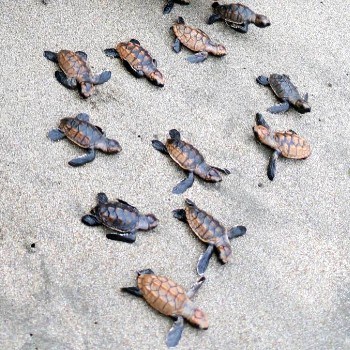 tortugas-marinas-guatemala-conservacion-dia-mundial-tortugarios