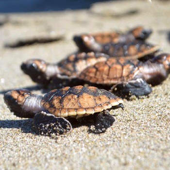 tortugas-marinas-guatemala-dia-mundial-archie-carr