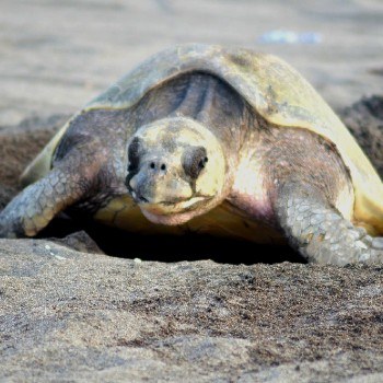 tortugas-marinas-guatemala-parlama
