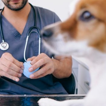 historia-colegio-profesional-medicos-veterinarios-guatemala-agremiados-proteccion-ejercicio-profesional