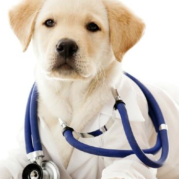 historia-colegio-profesional-medicos-veterinarios-guatemala-celebracion-eventos-historicos