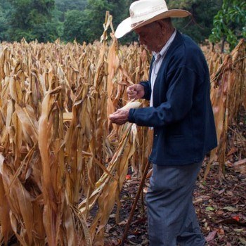 que-es-canicula-guatemala-sequia-fenomeno-niño-prolongada
