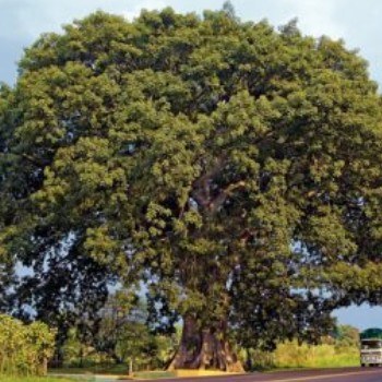 tipos-bosques-guatemala-ceiba