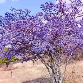 tipos-bosques-guatemala-guayacan