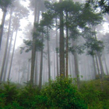 tipos-bosques-guatemala-latifoliado-altura