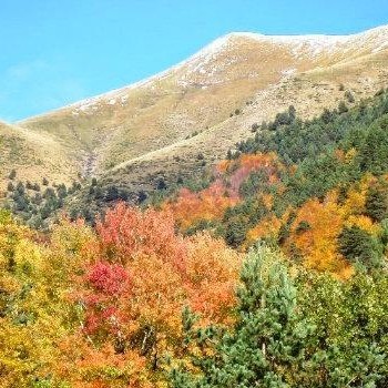 tipos-bosques-guatemala-mixtos