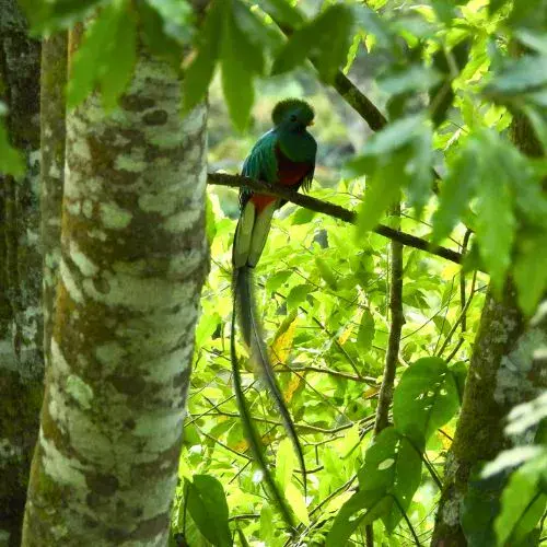 Cuando es el Día del Quetzal