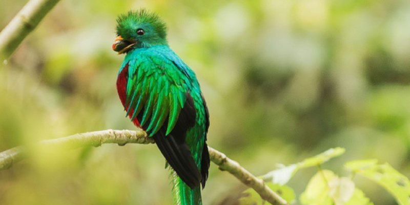 Día Nacional del Quetzal en Guatemala