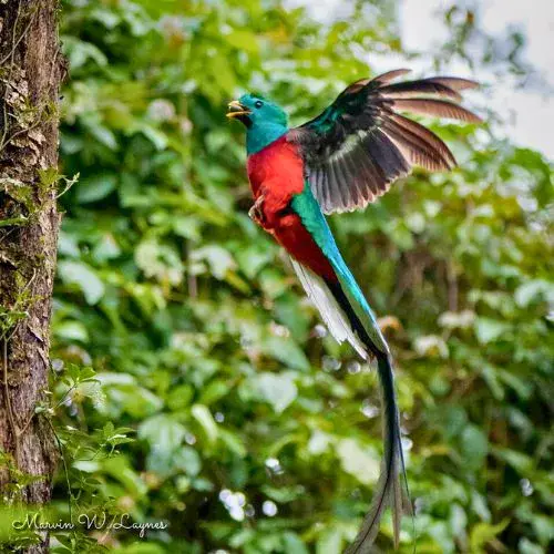 Día Nacional del Quetzal en Guatemala