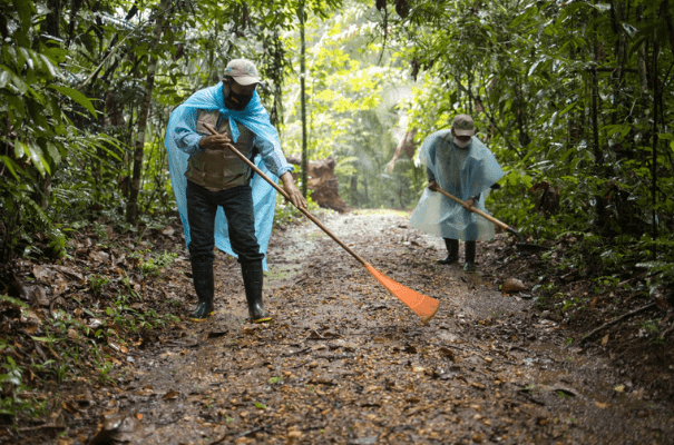 Guardarrecursos en limpieza de bosques