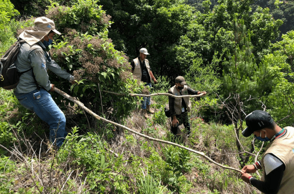 Guardarrecursos en reforestación y guía