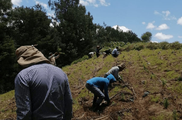 Guardarrecursos en reforestación y patrullaje