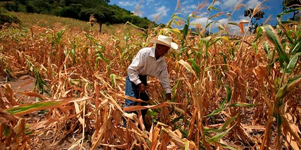 Agricultura en Guatemala - Foto Diario de Centro América