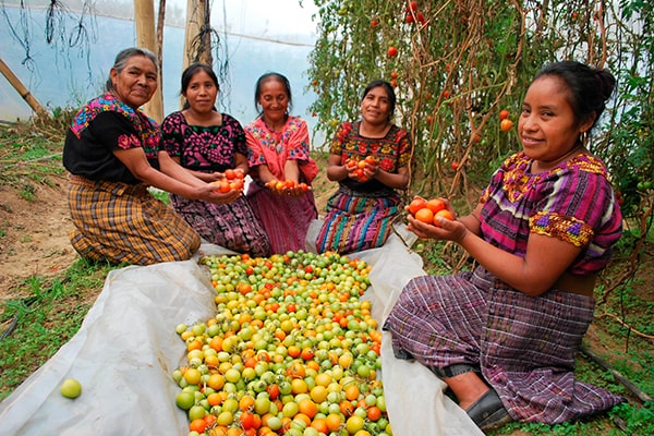 Agricultura en Guatemala - Foto European Union External Action, Europa EU