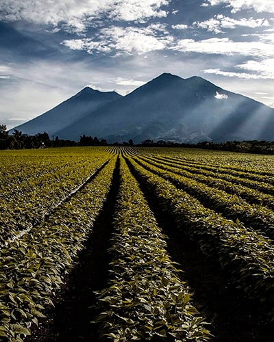Municipio de San Miguel Dueñas, bosque - instagram - @davidrojasgtfoto