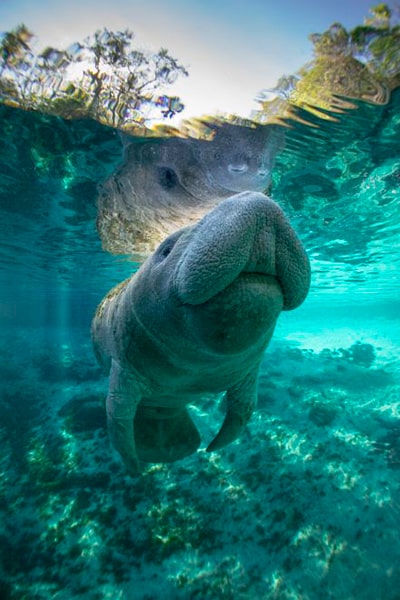 Descripción de foto - Manatí dentro de río cristalino, el cual está rodeado de plantas y naturaleza. - Crédito - El universal