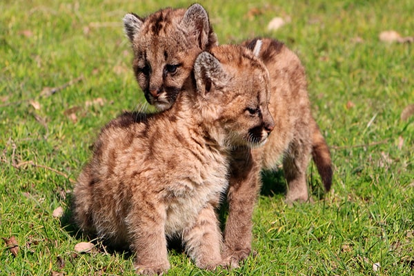 Descripción de foto - Pumas cachorros en la naturaleza, de color café con manchas oscuras. - Crédito - Notife