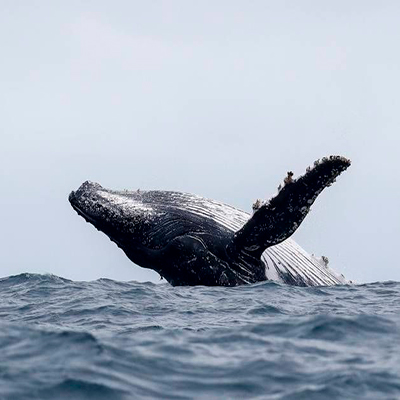 Descripción de la foto Ballena saliendo de las aguas en mar abierto - Crédito Guate Valley