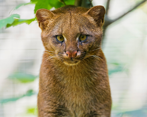 Descripción de la foto - Cachorro Jaguarundi de color marrón, viendo fijamente a la cámara. - Crédito - México Desconocido