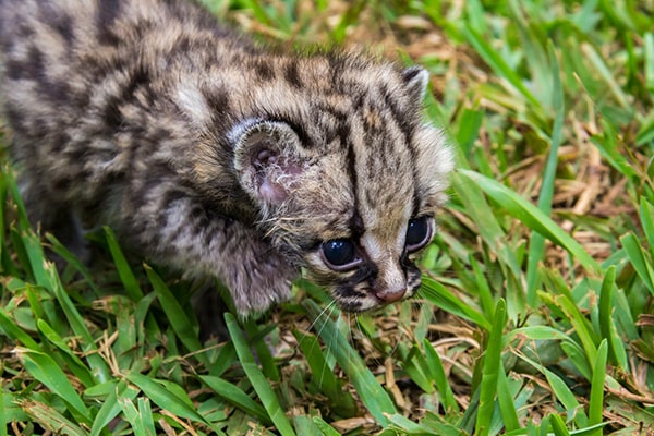 Descripción de la foto - Cachorro de Margay en medio de la naturaleza. - Crédito - Noticiero Chalteco