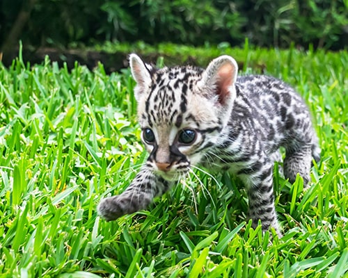 Descripción de la foto - Cachorro ocelote gris, en cautiverio, caminando por la grama. - Crédito - Parque Zoológico Nacional La Aurora