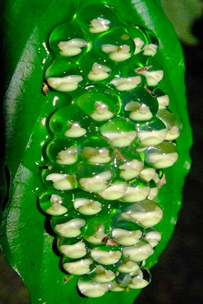 Descripción de la foto - Huevos de rana verde de ojos negros sobre una hoja. - Crédito - Código de Barras Silvestres