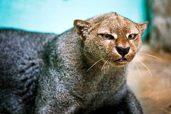 Descripción de la foto - Jaguarundi de frente, en cautiverio, viendo en dirección a la cámara. - Crédito - Animals Town