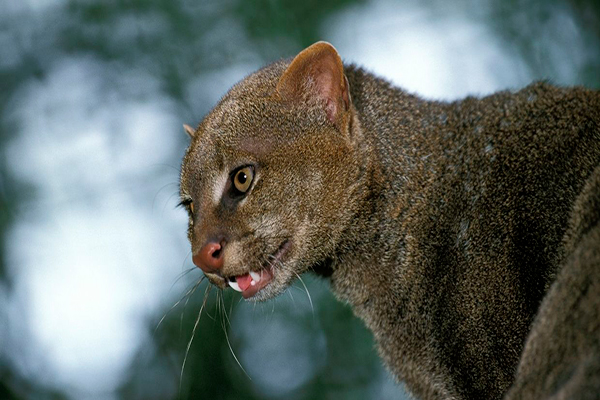 Descripción de la foto - Jaguarundi de perfil, mientras está sobre unas ramas de árboles. - Crédito - Natural Press