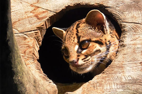 Descripción de la foto - Margay dentro del hueco de un tronco de árbol. - Crédito - tumamifero. com