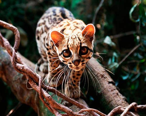 Descripción de la foto - Margay entre las ramas de un árbol a plena luz del día - Crédito - Guyana Inc. Magazine